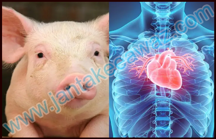 Pig Heart