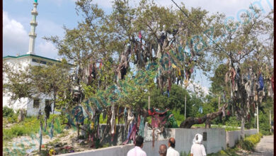 Plum Tree in Saran